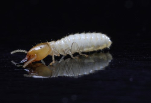 termite